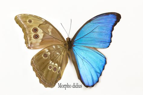 Morpho Art Book, Morpho Butterfly Painting, Blue Emperor Butterfly, Queer Animals, Morpho Butterfly Tattoo, Tattoos Butterflies, Morpho Azul, Insects Tattoo, Morpho Didius