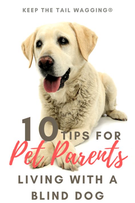 Introducing Dogs To Dogs, Dog Separation Tips, Introducing Puppy To Dog, Blind Dogs Tips Ideas, Introducing Dog To Baby, Fostering Dogs, Guide Dogs For The Blind, Wrinkly Dog, Dog Skin Care