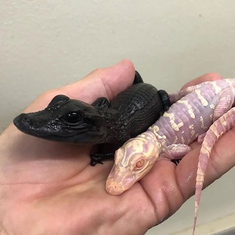 A Melanistic & Albino Alligator Albino Alligator, Melanistic Animals, Albino Animals, Cute Reptiles, Rare Animals, Amazing Nature Photos, Modern Shower, Crocodiles, Weird Creatures