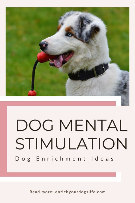 Delve into a variety of engaging activities designed to challenge their intellect and keep them sharp. From scent games and interactive puzzles to obedience training and enrichment toys, discover the secrets to keeping your dog's mind active and fulfilled. Elevate their mental well-being and strengthen your bond through fun and rewarding experiences. Get ready to ignite their curiosity and unleash their full potential with these enriching mental stimulation ideas! Mental Stimulation For Dogs, Stimulation For Dogs, Canine Enrichment, Brain Games For Dogs, Dog Minding, Dog Enrichment, Dog Games, Mental Stimulation, Dog Puzzles