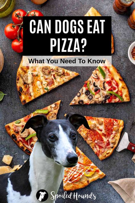 Can dogs eat pizza? Keep your dog safe and find out what you need to know about dogs eating pizza, pizza crust, pizza dough, pizza sauce, pizza toppings, and pizza rolls. Dog Pizza Recipe, Pizza For Dogs Recipe, Pizza Dogs Recipes, Pizza For Dogs, Puppy Pizza Recipe, Pringles Pizza, Dog Pizza, Dogs Eating, Foods Dogs Can Eat