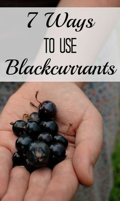 Blackcurrant Recipes, Black Currant Recipes, Currant Recipes, Mix Berry, Berry Recipes, Summer Smoothies, Berries Recipes, Red Currant, Black Currant