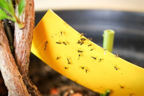 How To Get Rid Of Gnats, Diatomaceous Earth Food Grade, Small Indoor Plants, Plant Problems, Smart Garden, Fruit Flies, Lavender Plant, Seed Company, Tree Care