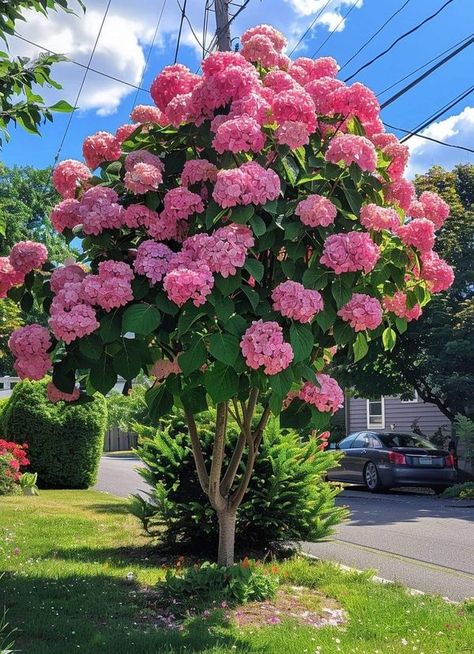 homemade haven: recipes, decor, diy and garden ideas | To encourage your Strawberry Vanilla hydrangea (Hydrangea paniculata 'Renhy') to bloom, follow these guidelines tailored specifically for hydrangeas: | Facebook Hydrangea Tree Landscaping, Vanilla Hydrangea, Strawberry Sundae Hydrangea, Vanilla Strawberry Hydrangea, Hydrangea Tree, Flower Trees, Hydrangea Landscaping, Sketch Reference, Dream Plants