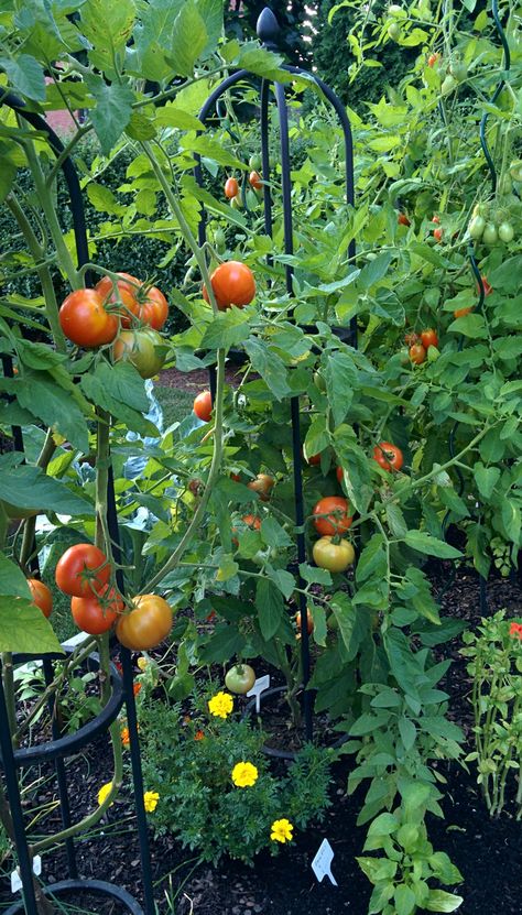 Backyard Vegetable Garden Aesthetic, Tomato Garden Aesthetic, Vegetable Garden Astethic, Fruit And Vegetable Garden Aesthetic, Cottage Vegetable Garden Aesthetic, Tomato Plants Aesthetic, Summer Vegetable Garden, Garden Design Layout Landscaping, Gardening Tips For Beginners