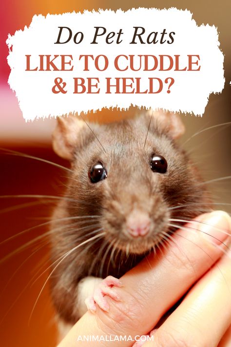 Are you considering adding pet rats to your family? You may wonder if these tiny creatures enjoy snuggling and showing affection to their owners. Which brings the question - do pet rats like to cuddle and be held by their humans? See the results of a survey responded by 150 rat owners! Pet Rats Cute Pictures, Rats As Pets, Rat Body Language, Pet Rat Cages Ideas, Rat Habitat, Rat Accessories, Types Of Rats, Pocket Puppies, Diy Rat Toys