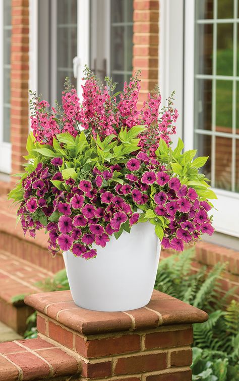 'Breathtaking' is a container recipe that will love the sun, and will be easy to care for too. Full Sun Container Plants, Summer Planter, Container Garden Design, Container Gardening Flowers, Flowers Ideas, Diy Gardening, Outdoor Pots, Garden Containers, Outdoor Flowers