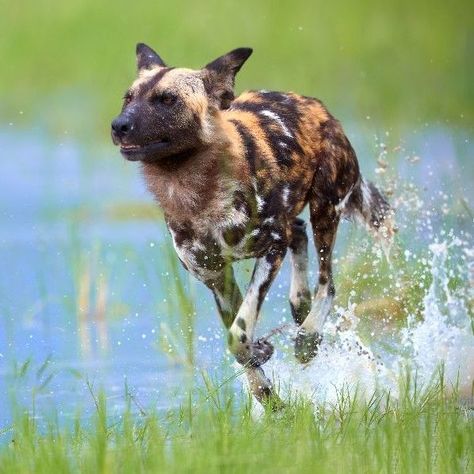 Painted Dogs, Wild Dog, African Wild Dog, Wildlife Paintings, Wild Creatures, Wild Dogs, Amazing Animals, Wildlife Animals, Hunting Dogs