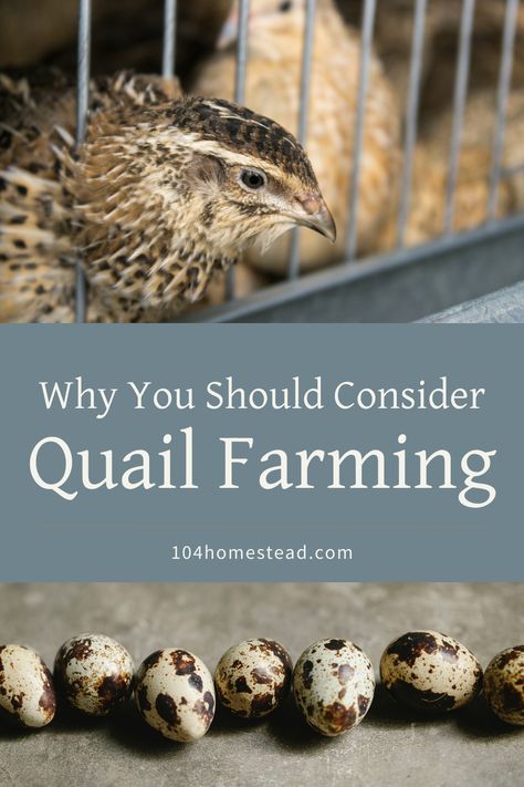 Have you considered quail farming for your homestead? These tiny birds are a bundle of benefits! From their nutrient-packed eggs to their low-maintenance needs, they could be the ideal addition to your sustainable lifestyle! Discover why quail farming is the next big thing in homesteading! #QuailFarming #Homesteading Quail Keeping, Quail Raising, Quail Farming, Selling Eggs, Homestead Animals, Raising Quail, Raising Rabbits, Homesteading Ideas, Dream Farm