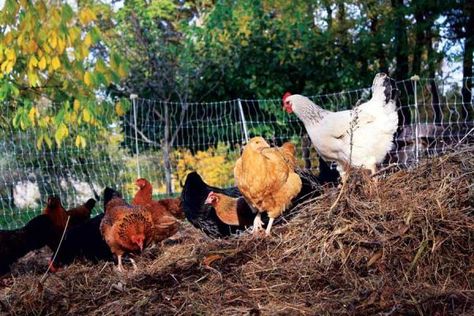 poultry feed - Chickens in compost Chicken Composting, Composting Ideas, Helping Nature, Poultry Feed, Chicken Eating, Backyard Poultry, Keeping Chickens, Mother Earth News, Mini Farm