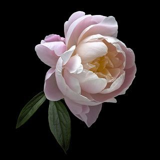 Peony Painting, Sugar Flowers, Peony Flower, Flowers Nature, Flower Photos, Flower Pictures, Amazing Flowers, Love Flowers, Flower Tattoos