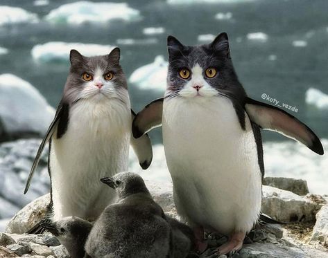 Penguins With Cats' Faces Funny Collage, Cat Penguin, Animal Mashups, Photoshopped Animals, Cat Laser, Cat Stands, Face Swaps, Personalized Shoes, Animal Cat