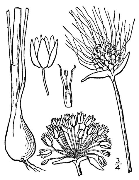 allium line drawing Wild Onions, Wild Food Foraging, Unique Stamps, Wild Garlic, Wild Food, Sketchbook Journaling, House Beautiful, Sketchbook Inspiration, Flower Drawing