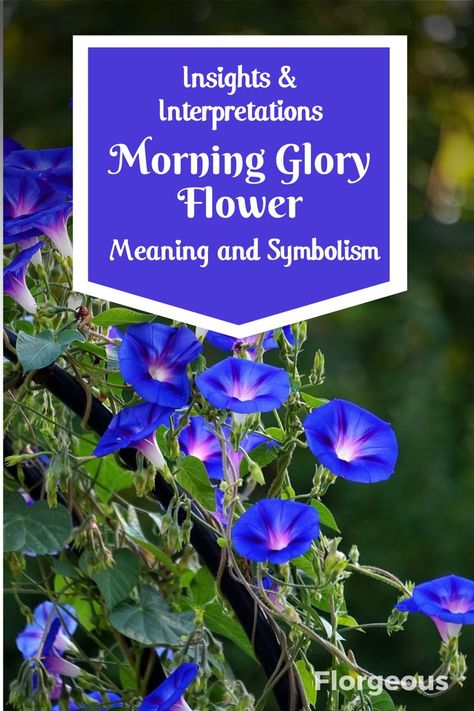 Uncover the enchanting world of morning glory flowers through their meanings and symbolism. Explore the spiritual and cultural significance of morning glories in various cultures. From love and affection to renewal and positivity, delve into the rich symbolism that these blossoms carry. Learn how morning glory flowers have inspired art, literature, and traditions across the globe. Morning Glory Wedding Bouquet, Morning Glory Tattoo Meaning, Morning Glories Flowers, Morning Glory Flower Meaning, Morning Glory Meaning, Daisy Wedding Decorations, Olivia Tattoo, Aster Tattoo, Morning Glory Tattoo