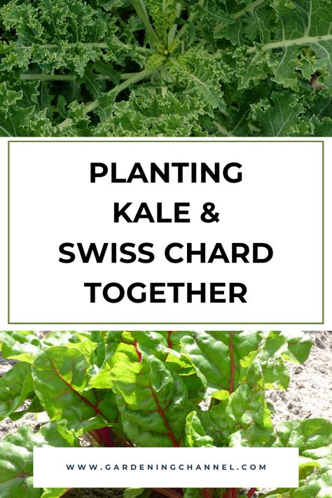 kale and swiss chard in garden with text overlay planting kale and swiss chard together Swiss Chard Companion Planting, Swiss Chard Plant, Growing Swiss Chard, Companion Planting Chart, Growing Kale, Green Kale, Seed Starter Kit, Organic Vegetable Garden, Swiss Chard