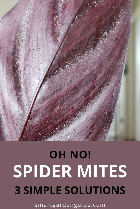 How To Get Rid Of Spider Mites, Spider Mites On Plants Houseplant, How To Get Rid Of Spider Mites On Plants, Spider Mites How To Get Rid Of, Spider Mites On Plants, Killing Spiders, Birds Of Paradise Plant, Frugal Gardening, Get Rid Of Spiders