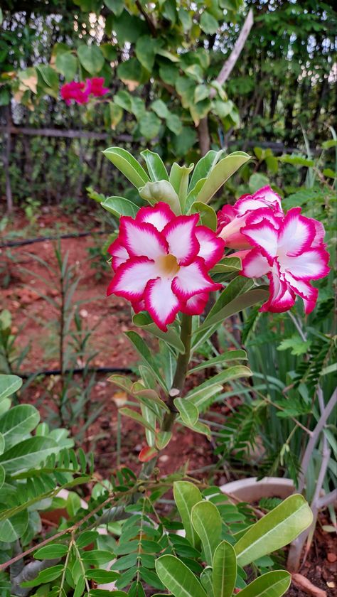 Adenium Flowers, Beautiful Flowers, Wood, Plants, Flowers, Quick Saves