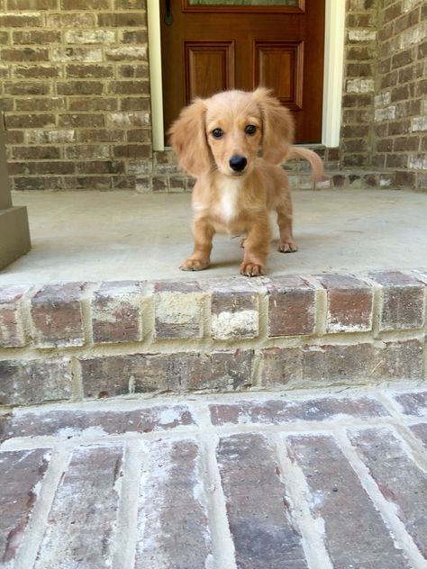 English cream miniature dachshund!! Puppy Dashhounds, Golden Daschunds, English Cream Mini Daschund, Golden Miniature Dachshund, English Golden Dachshund, Weiner Dog Puppies Long Haired, Dauchsands Puppy, Cream Longhaired Dachshund, Cream Long Haired Miniature Dachshund