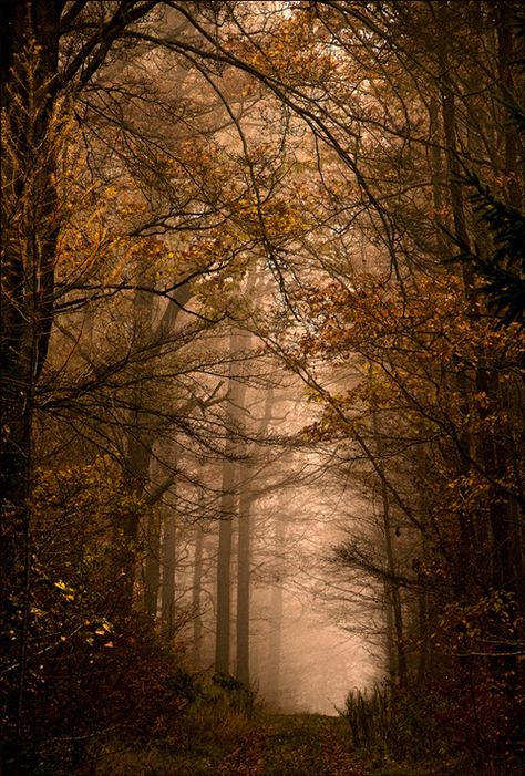 Forest Background, Walk In The Woods, Enchanted Forest, Beautiful Tree, Scenic Views, In The Woods, Beautiful Photography, Nature Photos, Nature Beauty