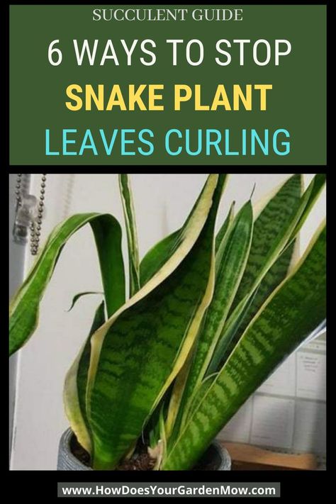 snake plant leaves curling Repotting Snake Plant, Snake Plant Indoor, Snake Plant Care, Snake Plants, Plant Care Houseplant, Plant Problems, Inside Plants, Rose Trees, House Plant Care