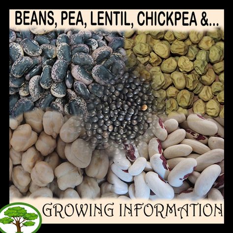 Growing Chickpeas, Bean Growing, Growing Lentils, Native Landscaping, Grow Lentils, Ice Planet, Food Gardening, Farm Living, Frugal Family