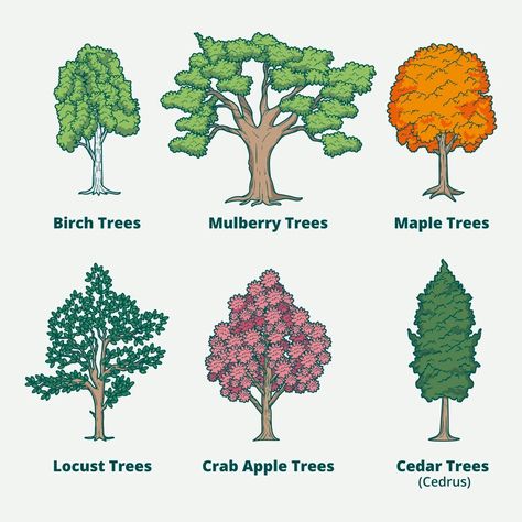 Free Vector | Hand drawn type of trees collection Types Of Trees Drawing, Type Of Trees, Tree Drawing For Kids, Drawing Flames, Hand Drawn Type, Outdoor Trees, Water Cycle, Tree Illustration, Tree Drawing