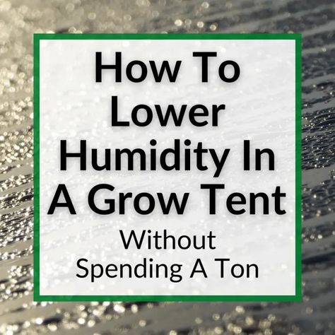 Lower Humidity In Grow Tent Small Tent, Large Tent, Grow Room, Types Of Mold, Grow Tent, Water Well, The Good News, Temperature And Humidity, Grow Lights