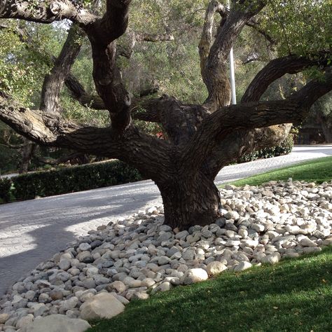 Love the river rocks under the California live oak,  good for the tree and so simply sets off the form of the tree Rock Bed Around Tree, Rocks Under Trees, Ideas Around Trees, Xeriscape Front Yard, Hardscape Ideas, Shade Landscaping, Stone Garden Paths, Landscaping Around House, River Rock Garden