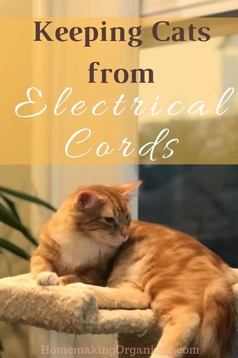 Keep Cats from chewing on electrical cords. Does your cat go after your electrical cords? I have a low cost solution to keep the cords from being so attractive to your cat. cat / kitten safety / kitten proof your home #catproof #kittenproof #catselectricalcords Kitten Proofing Home, Cat Knowledge, Cat Deterrent, Cat Advice, Cutie Cat, How To Cat, Cat Repellant, Winter Projects, Cat Proofing