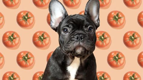 Can Dogs Eat Tomatoes Safely? Which Parts Are Toxic vs. Safe | Daily Paws Can Dogs Eat Tomatoes, Dog Remedies, Dog Nutrition, Tomato Garden, Ripe Tomatoes, Can Dogs Eat, Tomato Plants, Simple Rules, Homemade Treats