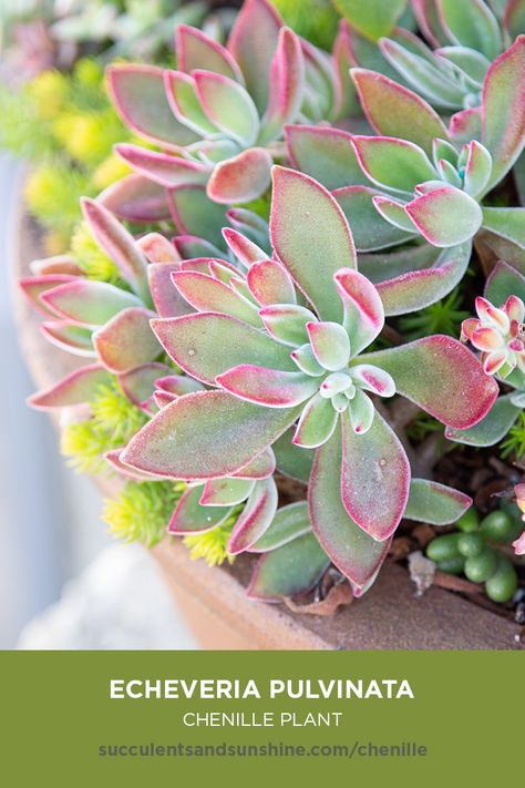 This fuzzy succulent has bright green leaves with pink to red edges. Each leaf is covered in tiny white hairs that help protect it from water loss. Watch for orange flowers in the Spring. Chenille Plant, Cactus Names, Succulent Names, Kaktus Dan Sukulen, Succulent Species, Plant Succulents, Indoor Cactus, Succulent Garden Diy, Types Of Succulents