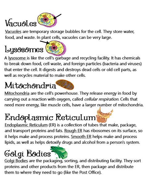 Plant & Animal Cells (Parts of a Cell/Organelles) ~ Anchor Chart * Jungle Academy Biology Cell Organelles Notes, Cell Anatomy Notes, Cell Biology Notes College, Cell The Unit Of Life Notes For Neet, Animal Cell Notes, Plant Cell Notes, Endoplasmic Reticulum Diagram, Cell The Unit Of Life Notes, Cell Organelles Notes