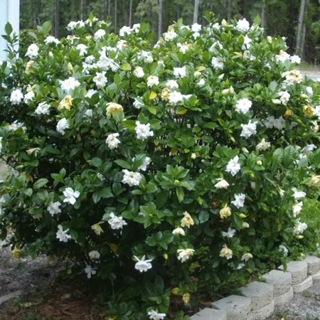 Four Seasons Gardenia Shrubs for Sale – FastGrowingTrees.com August Beauty Gardenia, Gardenia Trees, Gardenia Shrub, Growing Gardenias, Gardenia Bush, Cape Jasmine, Gardenia Plant, Southern Garden, Fast Growing Trees