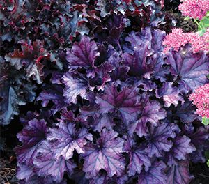 Heuchera Forever Purple | Touch of Class Plants | Modern Plants for Modern Gardens Biophilic Balcony, Porch Landscape, Yucca Filamentosa, Coral Bells Heuchera, Easy Perennials, Tanaman Indoor, Purple Coral, Coral Bells, Perennial Border