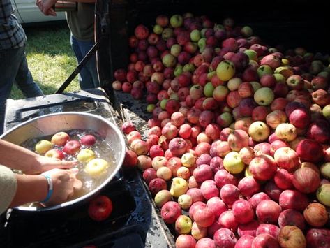 Apple Cider Party: Come squeeze some apple cider! Cider Press, Dried Apples, Apple Harvest, Apple Tree, Apple Cider, Apple Pie, Cider, Fruit