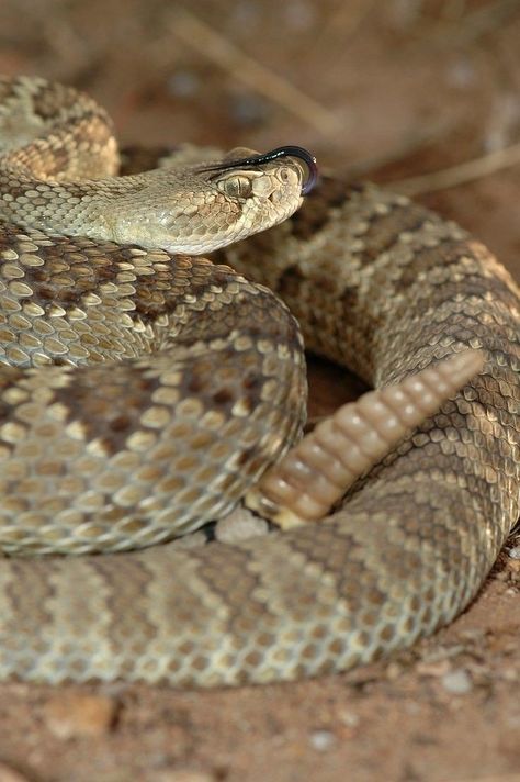 Mojave Rattlesnake, Danger Noodle, Animal References, You're Amazing, Reptiles And Amphibians, Animals Images, Amphibians, Snakes, Reptiles