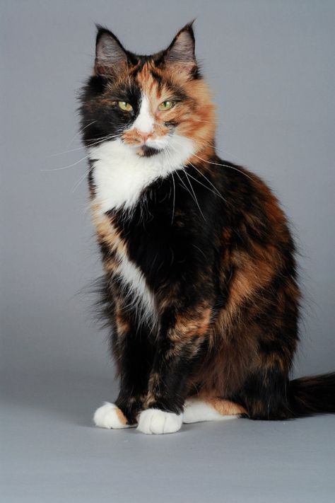 Calico Norwegian Forest Cat, Aesthetic Cat Names, Christmas Cat Funny, Wcue Inspiration, Norwegian Cat, Long Haired Cat, Cat Calico, Names Cat, Lover Cats