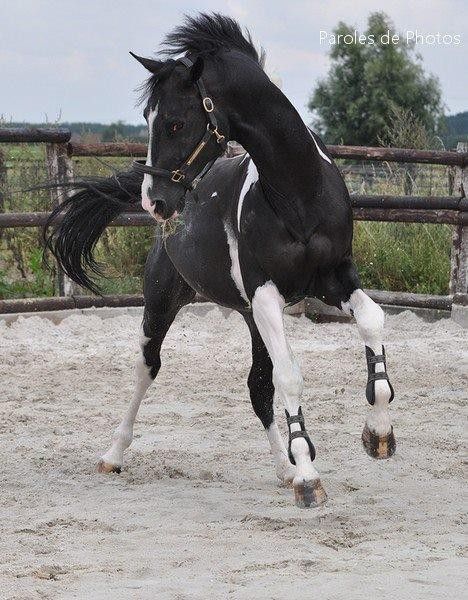 Selle Francais Person On A Horse Reference, Horse Poses Reference Photo, Person On Horse Reference, Horse Dynamic Pose, Horses Poses, Horse Poses Reference, Cool Horses, Horse Reference Photos, Black And White Horses