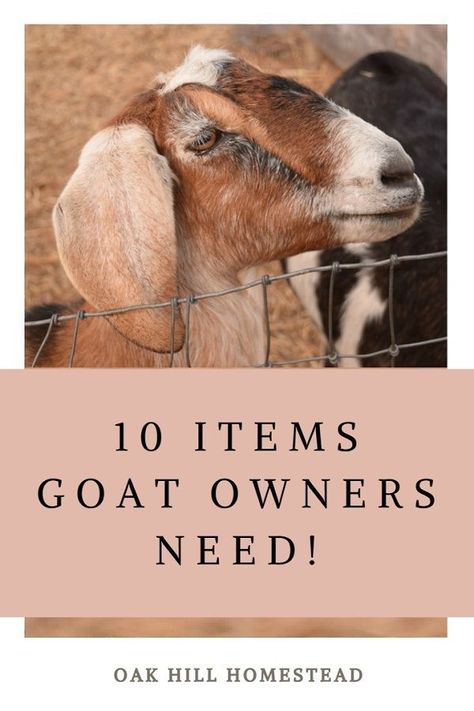 Homestead Community, Homestead Livestock, Types Of Goats, Homestead Diy, Keeping Goats, Homestead Lifestyle, Homesteading Life, Mini Goats, Show Goats