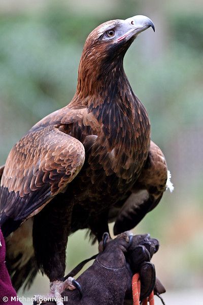 This wedge tailed eagle is a prime predator it has sharp talons and  and a giant wing spanned they are one of the fastest birds ever. These eagles manly feed on dead meet like run over kangaroos or even a mouse running into its hole. These eagles have a wing spanned of 1meter or longer. Raptor Bird Of Prey, Wedge Tailed Eagle, Australian Fauna, Raptors Bird, Birds Of Australia, Australian Landscape, Bird Of Prey, Australian Wildlife, Australian Birds