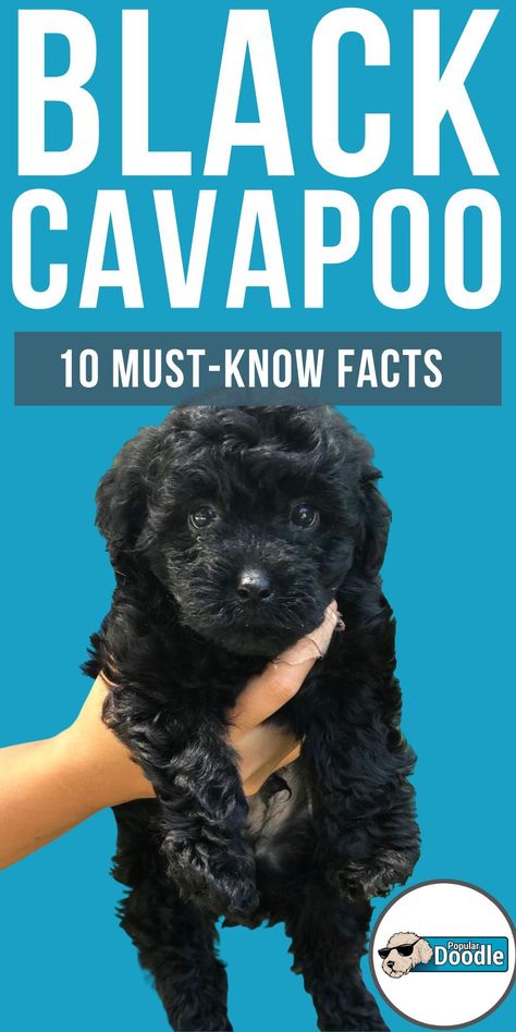 Cavapoo Black And Tan, Black Cavapoo Puppies, Cavapoo Haircut Styles, Cavapoo Black, Cavapoo Full Grown, Black Cavapoo, Black Maltipoo, Cockapoo Haircut, Havapoo Puppies