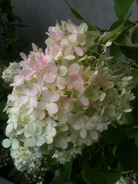 limelight hydrangea <3 Limelight Hydrangea, Cold Porcelain Flowers, Hydrangea Paniculata, Pink Things, Pink Hydrangea, Love Garden, Floral Inspiration, Flowering Plants, Porcelain Flowers