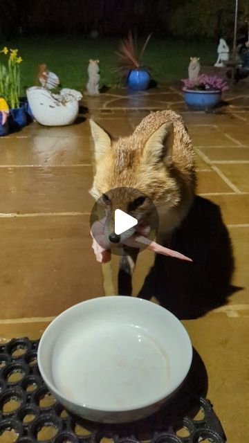 Lucy Goacher on Instagram: "Tiny Tail is at home with the babies, so Bruiser has been bringing her as many chicken wings as possible. He actually kept rejecting his cat soup medicine last night because he JUST wanted wings to carry!! He only had some dinner of his own once all the wings had been delivered. 🥹😭♥️♥️  Also, he COULD have tried to take extra wings off Miss P, but didn't. The boy has learned manners! Love him!!   #cuteanimals #animals #nature #wildlife #cute #fox #foxes #urbanfox #animallover #wildanimals #foxesofinstagram #wild #funny #funnyanimals" Animals With Wings, Baby Animals Adorable, Fox Videos, Cute Animals Videos, Tiny Baby Animals, Cat Soup, Funny Wild Animals, Soup Video