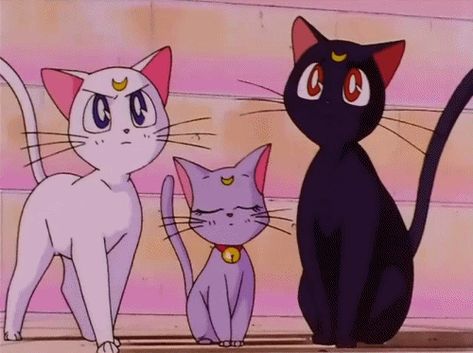 unrealistic expectations we have about cats from watching Sailor Moon Sailor Moon Original, Sailor Moon Cats, Moon Gif, Sailor Moon Cat, Luna And Artemis, Sailor Moon Luna, Filmy Vintage, Arte Sailor Moon, Moon Cat