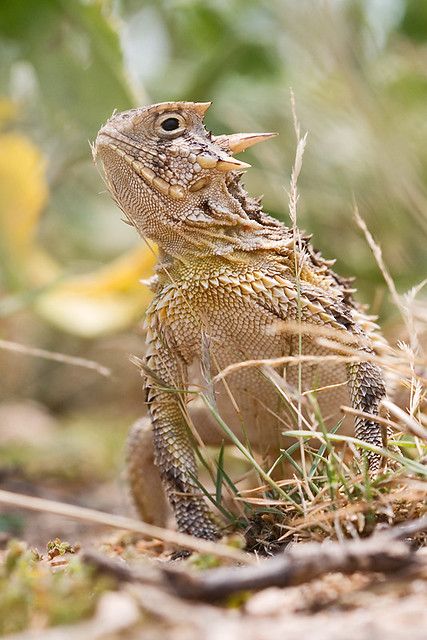 Texas Horned Lizard | Commonly called a Horny Toad, this sma… | Flickr Texas Horned Lizard, Horned Toad, Texas Animals, Animals With Horns, Horned Lizard, Some Beautiful Pictures, Horned Frogs, Chameleons, Favorite Animals