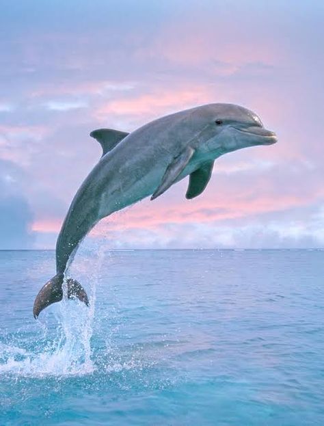 Painting Sea Animals, Dolphin Icon, Beach Installation, Turtle Photos, Aquarium Animals, Cute Dolphins, Jumping Dolphin, Dolphin Images, Dolphin Photos