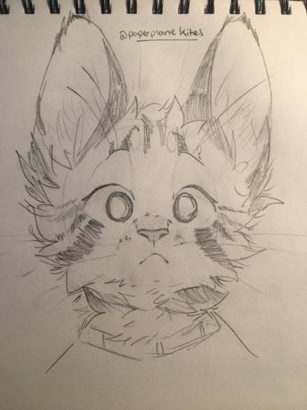 Cats Art Drawing, Warrior Cat Drawings, Výtvarné Reference, Cat Sketch, Warrior Cats Art, Cute Doodles Drawings, Cute Doodle Art, Arte Sketchbook, Warrior Cat