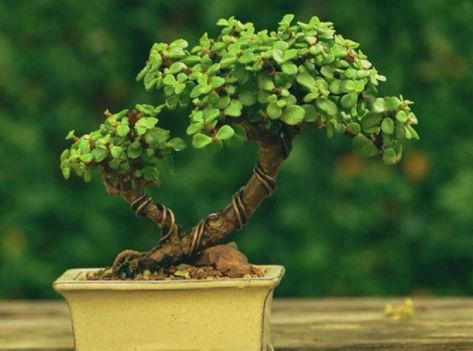 Jade Plant Bonsai, Elephant Food, Jade Bonsai, Jade Tree, Bonsai Care, Bonsai Tree Care, Bonsai Techniques, Indoor Bonsai Tree, Succulent Bonsai