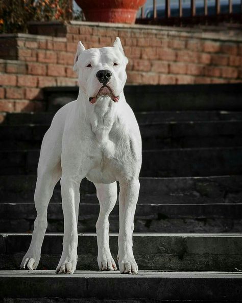 Dog Argentino, Dogo Argentino Dog, Kangal Dog, Bully Breeds Dogs, Angry Dog, Most Beautiful Dogs, Bully Dog, Pitbull Puppies, Dog Eyes