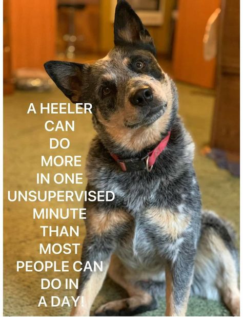 Cattle Dog Quotes, Australian Cattle Dog Funny, Red Heeler Dog, Blue Healer, Aussie Cattle Dog, Heeler Dogs, Austrailian Cattle Dog, Cattle Dogs Rule, Blue Heeler Puppies